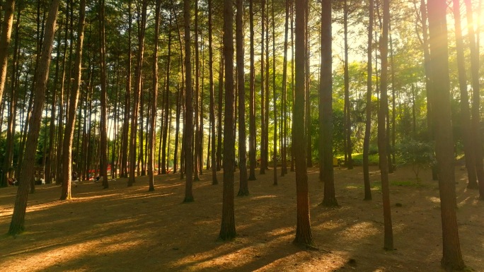 树林阳光照射