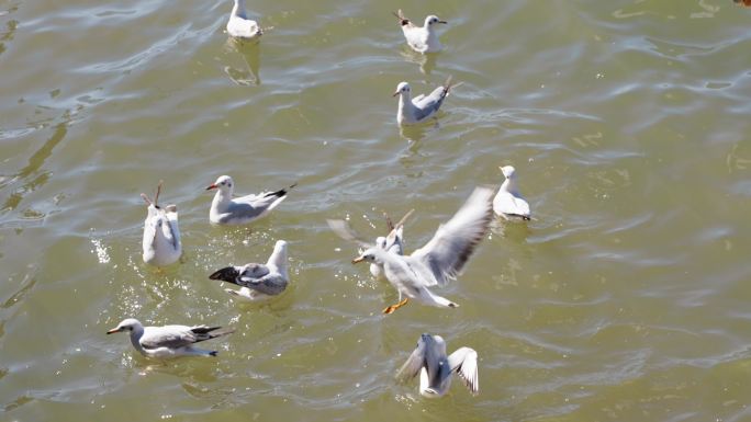 西昌邛海边争抢食物的红嘴海鸥