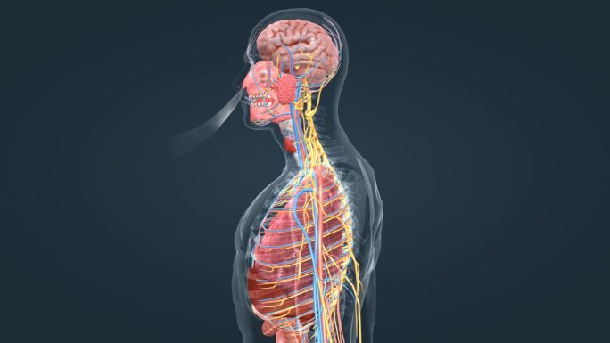 呼吸系统 器官 大脑 器官 肺脏 肺活量