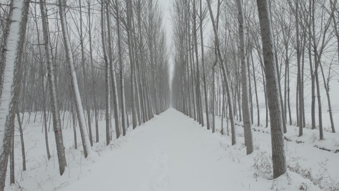 雪地林间穿梭航拍丨Dlog灰片