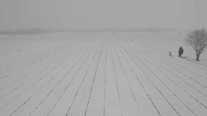 航拍大雪覆盖的麦田丨Dlog
