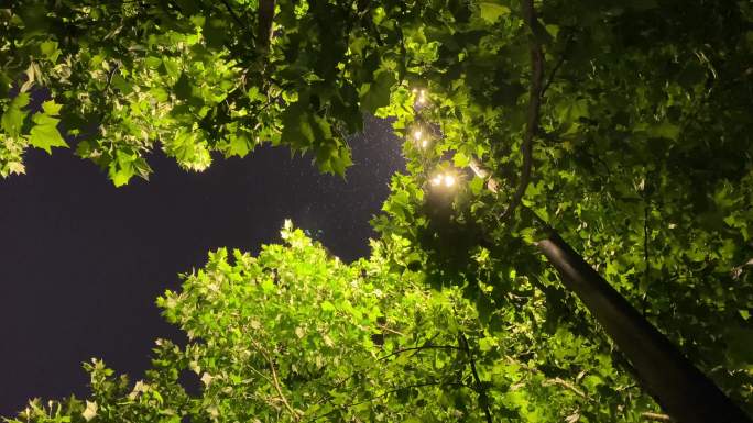 路灯下的树抬头看下雨