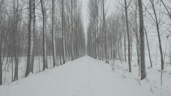 冬季荒凉林间小路雪景丨Dlog灰片