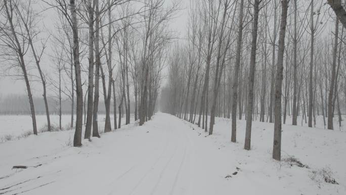 冬季枯树雪地荒凉丨Dlog灰片