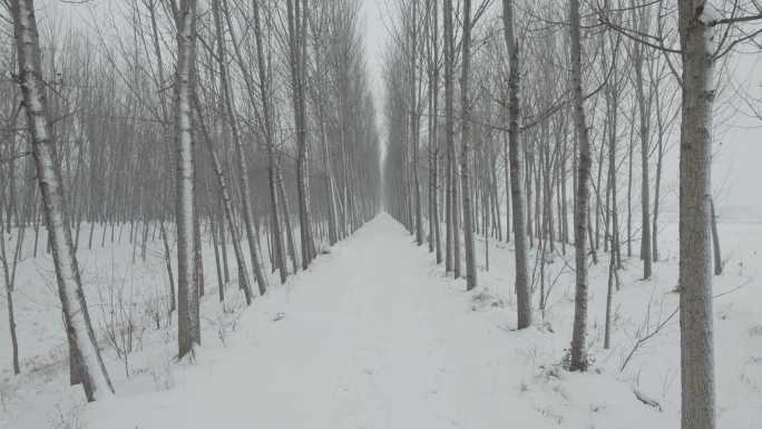 雪地林间穿梭航拍丨Dlog灰片