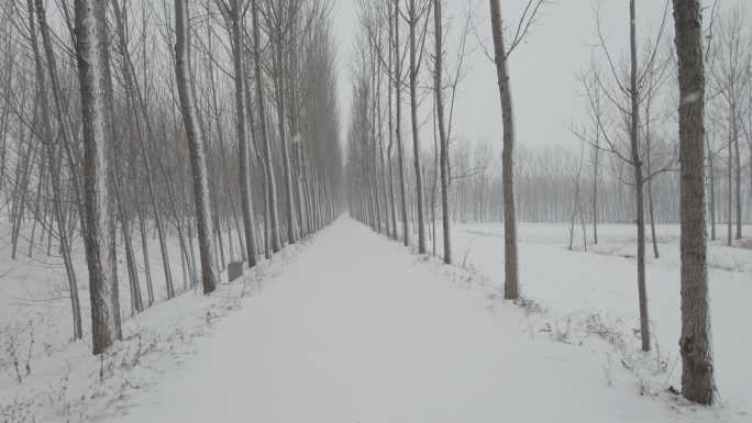 乡间小路雪景丨Dlog灰片