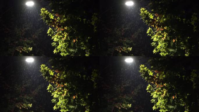 秋天秋夜雨夜夜晚下雨秋雨路灯雨水梧桐树叶