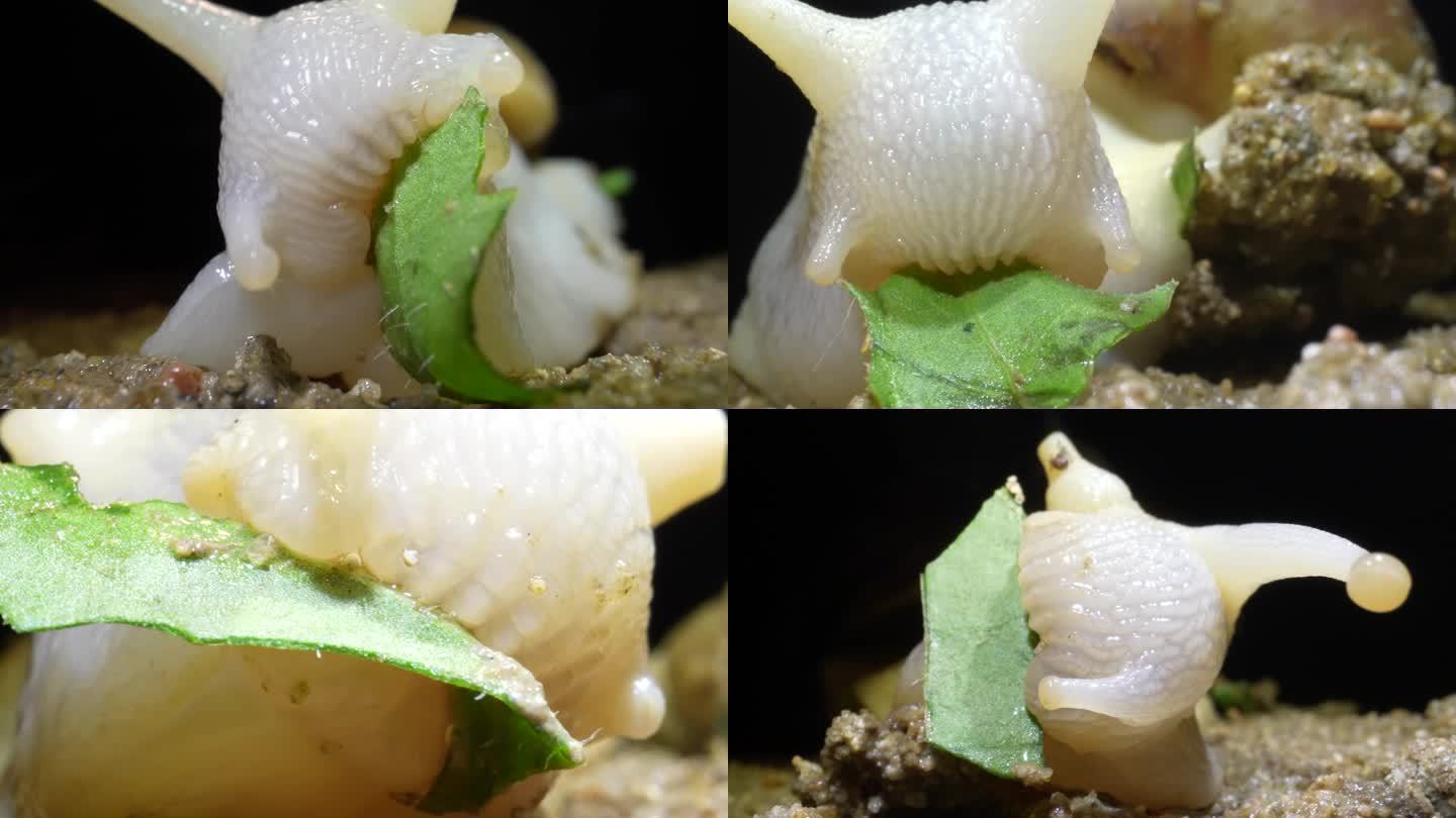 白玉蜗牛采食微距拍摄