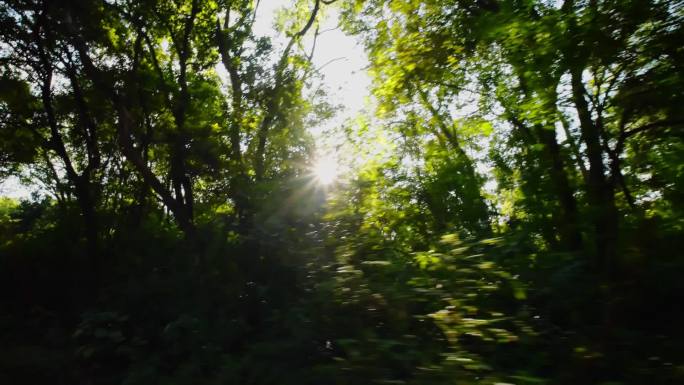 茂密森林里的阳光