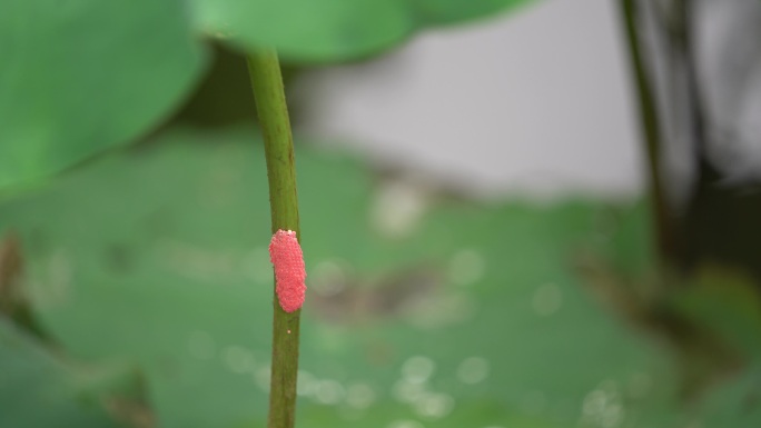 荷塘荷叶红色福寿螺虫卵实拍原素材外来物种