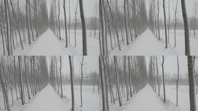 乡间小路雪景丨Dlog灰片