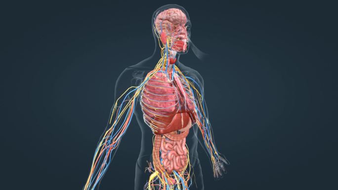 透明 人体 器官 系统 肺脏 肝脏 肠道