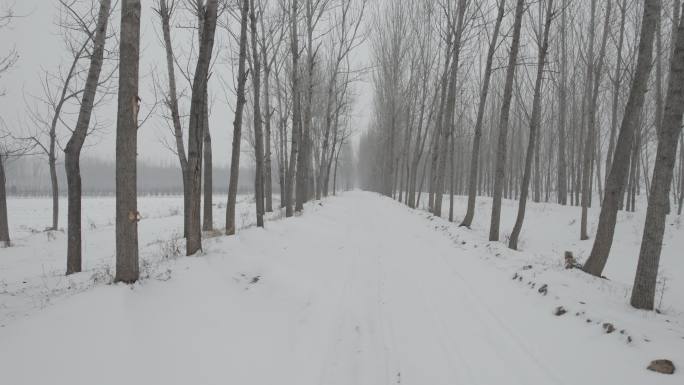 冬季枯树林间雪地丨Dlog灰片
