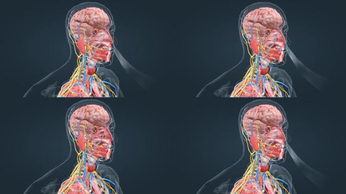 肺呼吸动画 上呼吸道疾病医学人体器官动画