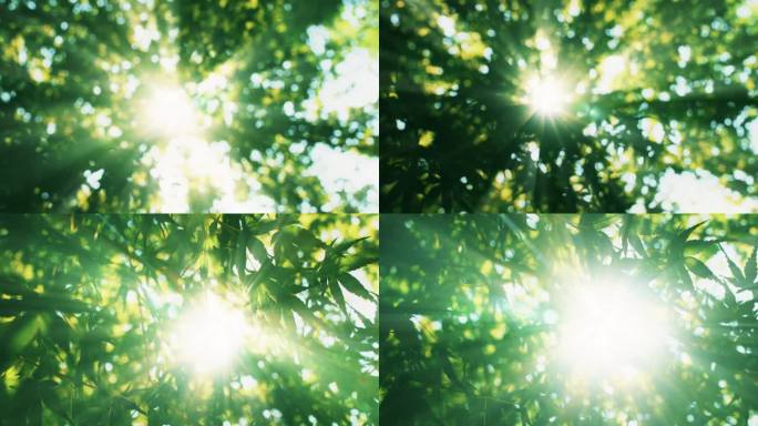 阳光树叶绿叶18_1