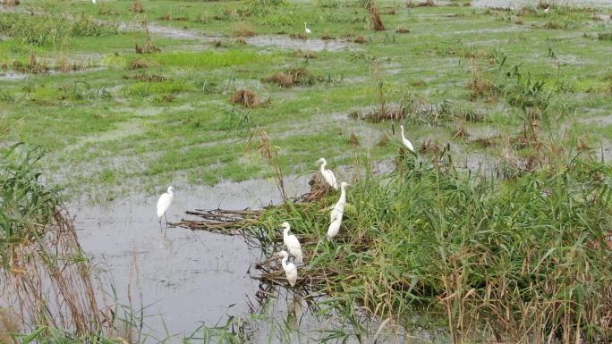 洪泽湖湿地白鹭