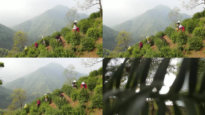 高山采茶