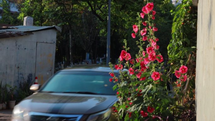 车辆驶入开满鲜花的城市道路