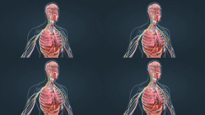 人体 器官 呼吸系统 肺呼吸 肺功能动画