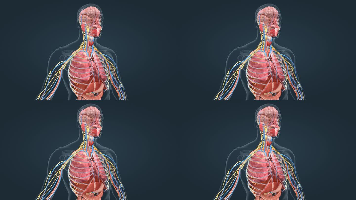 人体 器官 呼吸系统 肺呼吸 肺功能动画