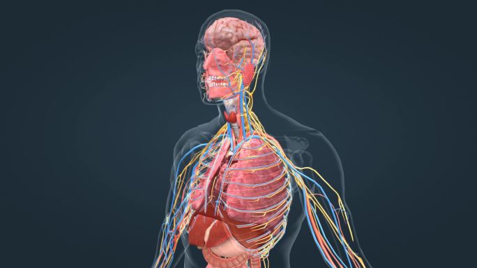 医学 3D 人体 器官 肺脏 气体交换
