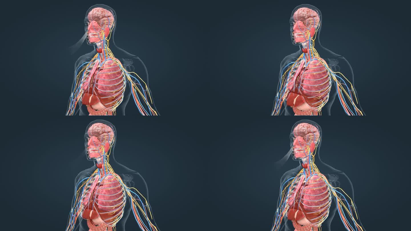 医学 3D 人体 器官 肺脏 气体交换