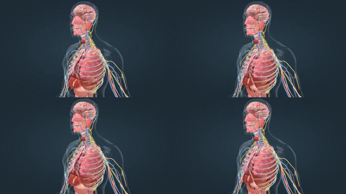 肺功能 肺呼吸 人体呼吸过程 呼吸系统