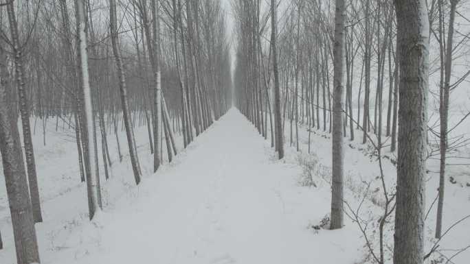 乡间小路雪景航拍丨Dlog灰片