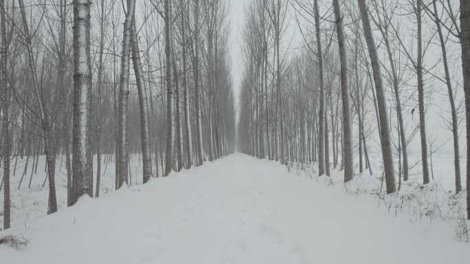 冬季荒凉林间小路雪景丨Dlog灰片