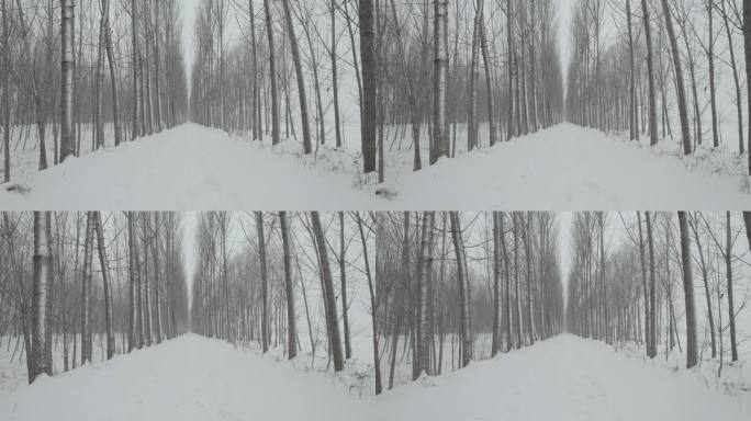 冬季荒凉林间小路雪景丨Dlog灰片