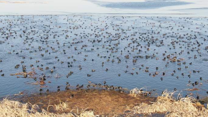 洪泽湖大面积鸟群