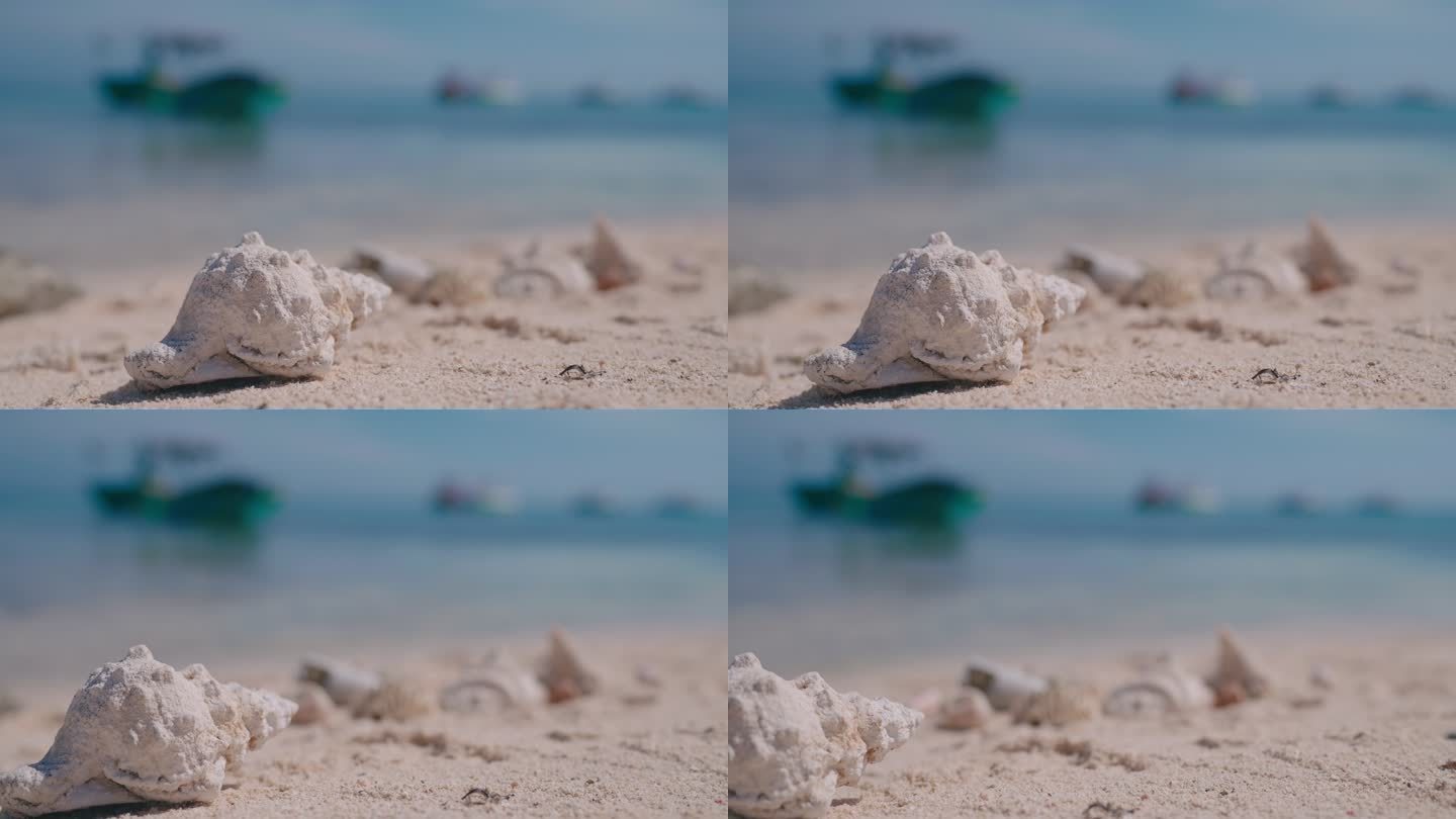 大海沙滩贝壳