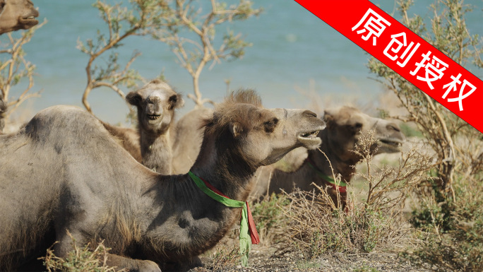新疆骆驼4K