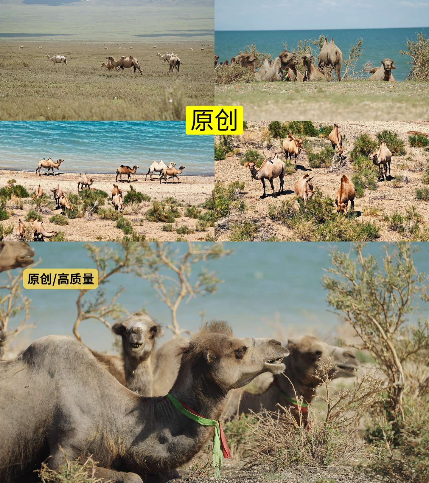 新疆骆驼4K