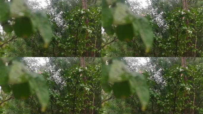 雨水绿叶滴落