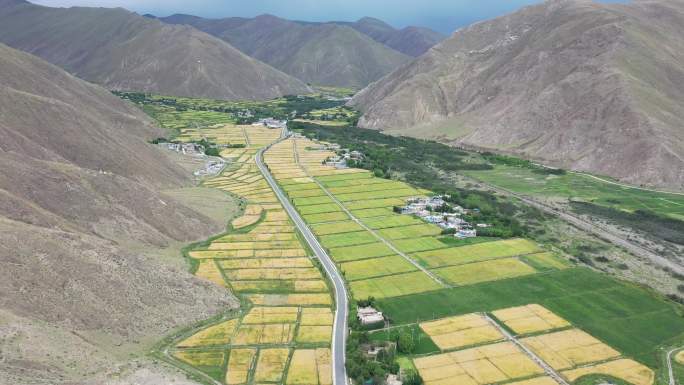 西藏山南 大片青稞 山南乡村  4K航拍