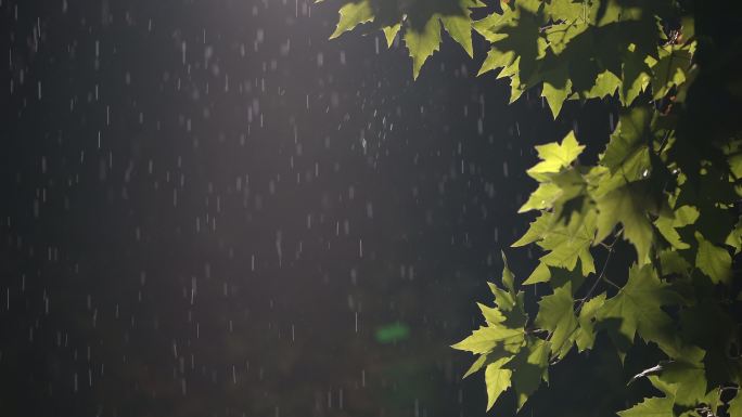 秋夜秋雨雨夜下雨路灯梧桐树叶雨水秋风伤心