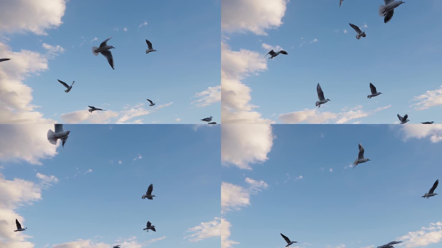 空中鸟群海鸥飞翔慢镜头