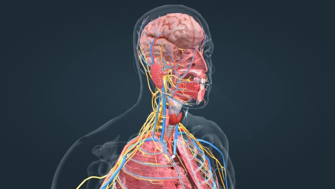 神经 大脑 唾液腺 支气管 器官 呼吸道