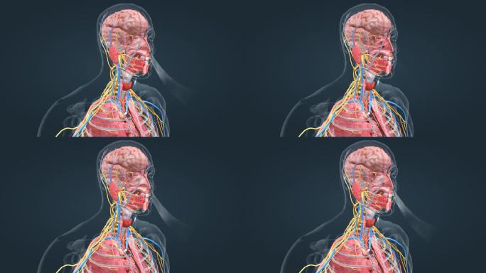 神经 大脑 唾液腺 支气管 器官 呼吸道