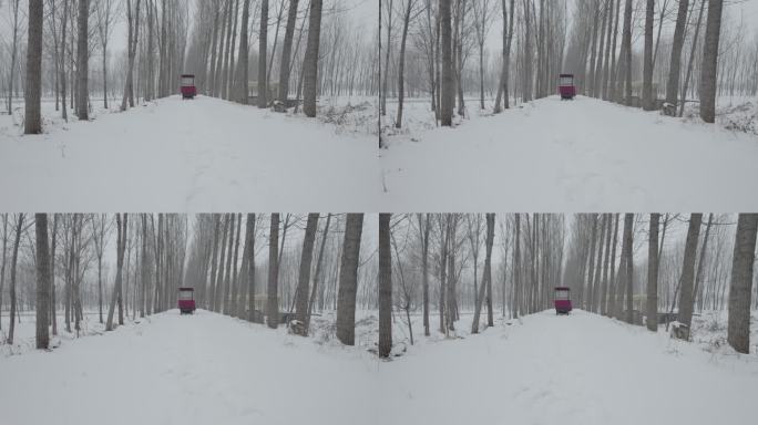 冬季荒凉林间小路雪景丨Dlog灰片