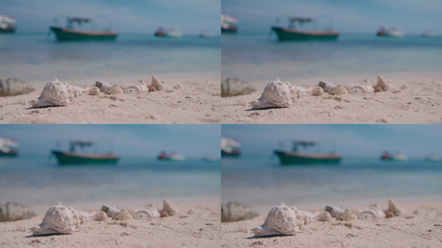 海边沙滩海螺