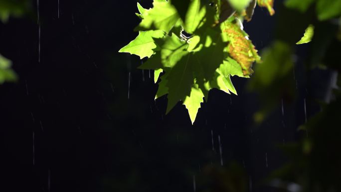 秋天秋夜秋雨秋风路灯梧桐树叶雨水下雨伤感