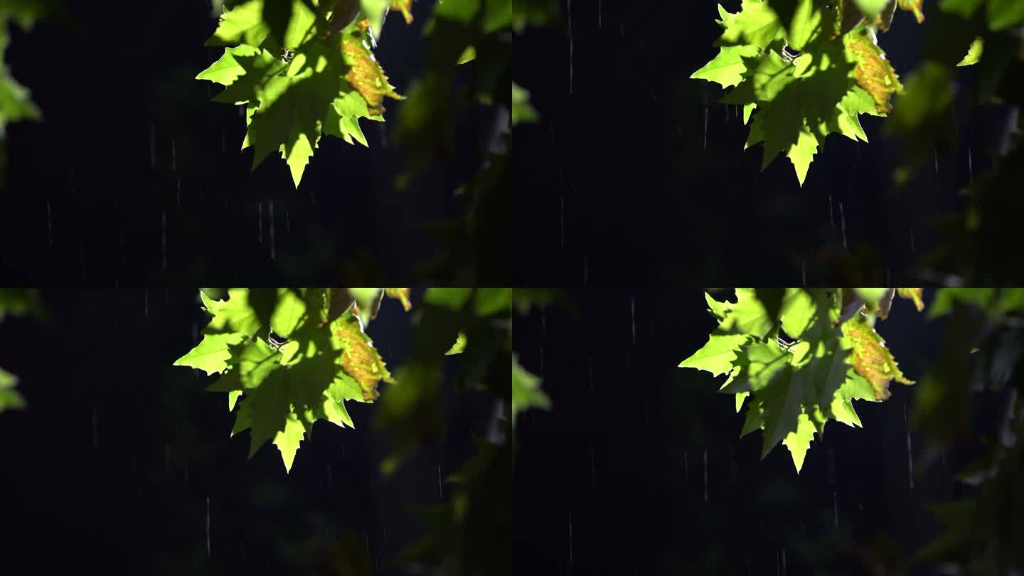 秋天秋夜秋雨秋风路灯梧桐树叶雨水下雨伤感