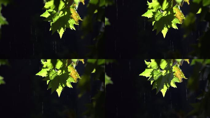 秋天秋夜秋雨秋风路灯梧桐树叶雨水下雨伤感