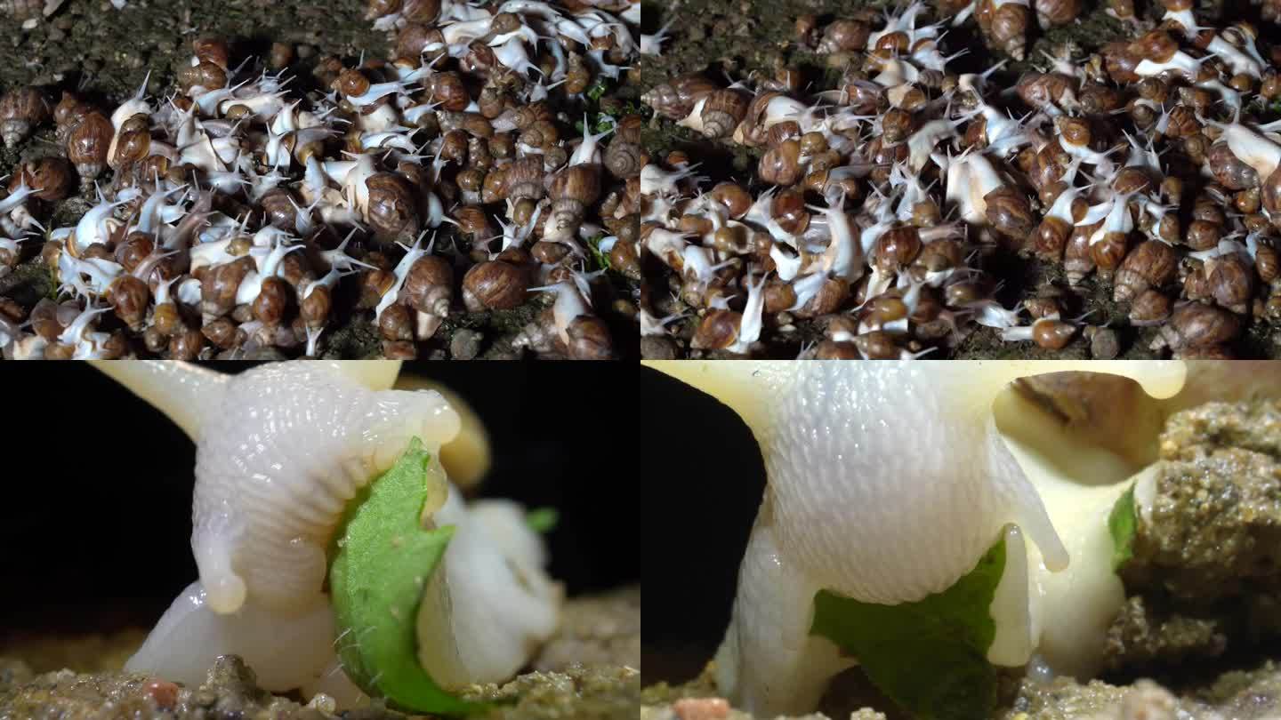 白玉蜗牛采食