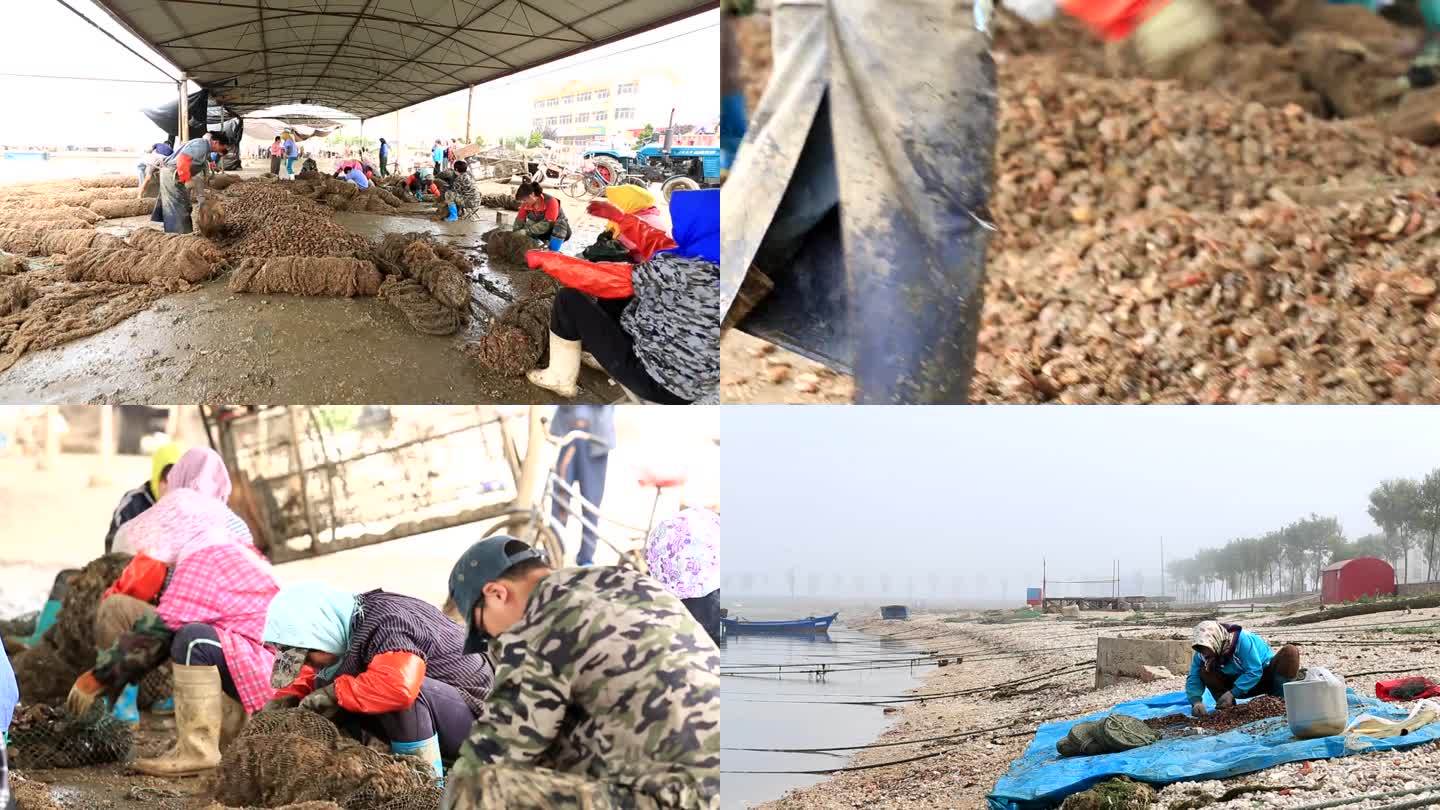 渔民海边捡拾海产品
