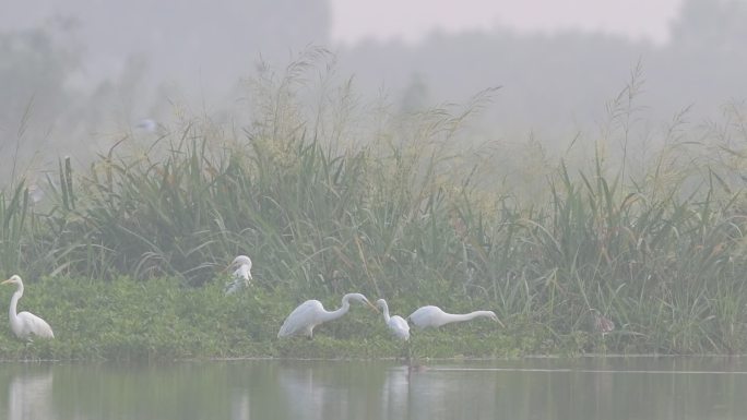 洪泽湖湿地白鹭