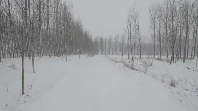 冬季荒凉雪地枯树丨Dlog灰片