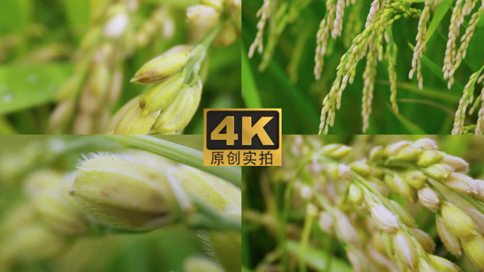 4K_农业水稻【原创】